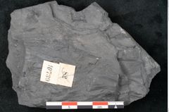 Foto (Detailansicht) von Noeggerathia palmaeformis Goeppert (NHMW-GEO-2024-0188-10739)